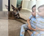 Small #2 Australian Kelpie Mix