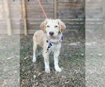 Small #4 Great Pyrenees