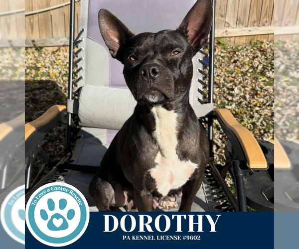 Medium Photo #3 American Pit Bull Terrier-Unknown Mix Puppy For Sale in Kimberton, PA, USA