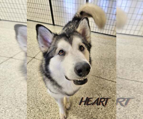 Medium Photo #2 Alaskan Malamute Puppy For Sale in Severn, MD, USA