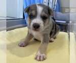 Small Photo #2 Catahoula Leopard Dog-Unknown Mix Puppy For Sale in Kanab, UT, USA