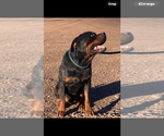 Small #3 Rottweiler
