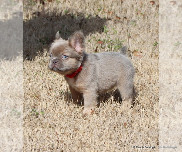 Medium Photo #11 French Bulldog Puppy For Sale in WINNSBORO, TX, USA