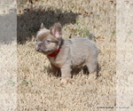 Small Photo #11 French Bulldog Puppy For Sale in WINNSBORO, TX, USA