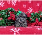 Small Photo #6 YorkiePoo Puppy For Sale in LINCOLN UNIVERSITY, PA, USA