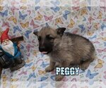 Small Photo #4 German Shepherd Dog Puppy For Sale in jasper, AR, USA