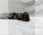 Puppy Buddy Dachshund