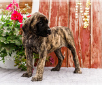 Small #6 Mastiff