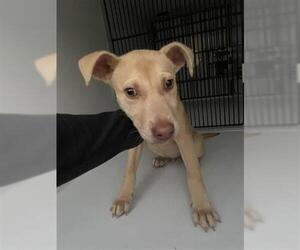 Labrador Retriever-Unknown Mix Dogs for adoption in Houston, TX, USA