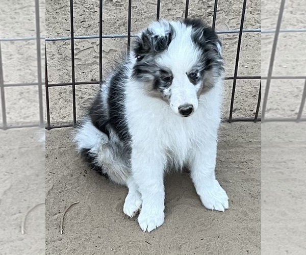 Medium Photo #24 Shetland Sheepdog Puppy For Sale in FORT MORGAN, CO, USA