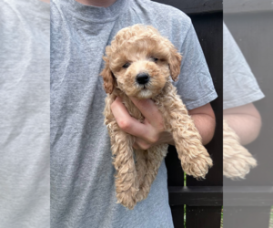 Goldendoodle (Miniature) Puppy for sale in MILWAUKEE, WI, USA