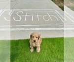 Small Photo #4 Goldendoodle Puppy For Sale in ALLENDALE, MI, USA