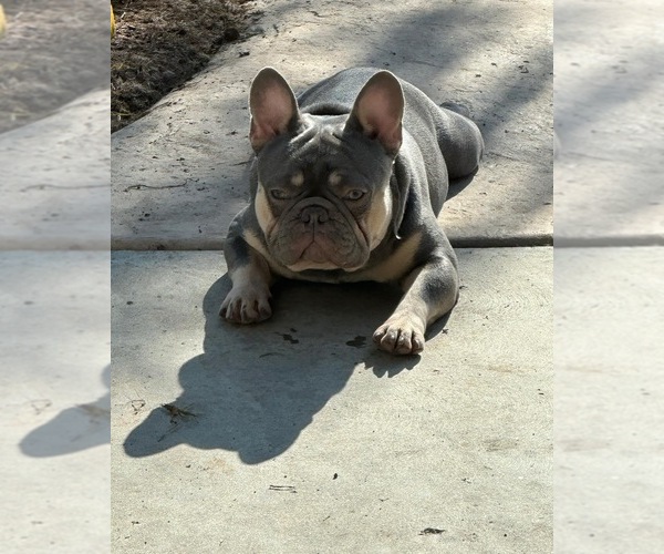 Medium Photo #1 French Bulldog Puppy For Sale in KINGSBURG, CA, USA