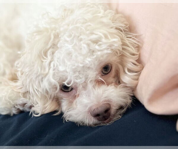 Medium Photo #4 Poodle (Miniature)-Unknown Mix Puppy For Sale in Corona, CA, USA