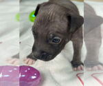 Small #3 American Pit Bull Terrier Mix