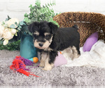 Small #1 Schnauzer (Miniature)