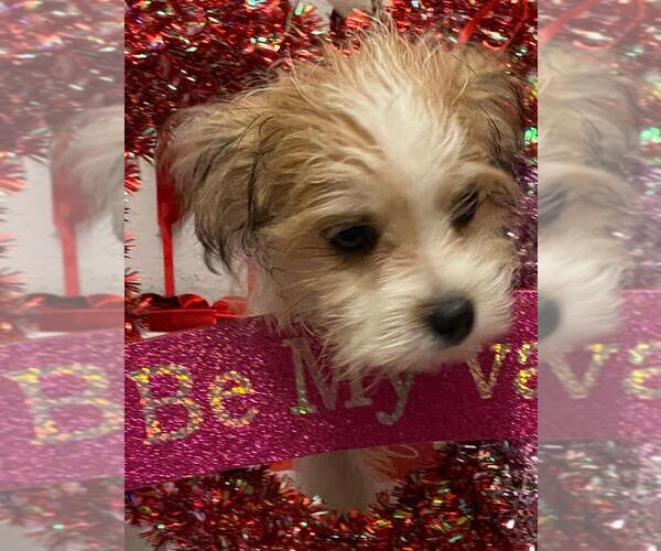 Medium Photo #6 Yorkshire Terrier Puppy For Sale in SAINT CLOUD, FL, USA