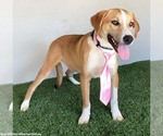 Small Photo #2 Labbe Puppy For Sale in San Diego, CA, USA