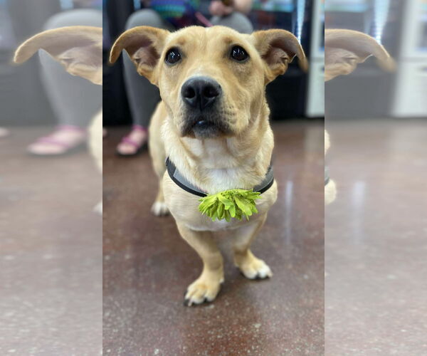 Medium Photo #2 Basset Hound-Welsh Corgi Mix Puppy For Sale in Des Moines, IA, USA