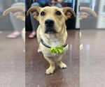 Small #1 Basset Hound-Welsh Corgi Mix