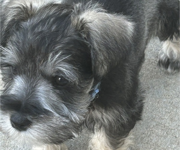 Medium Photo #4 Schnauzer (Miniature) Puppy For Sale in PLATTE CITY, MO, USA