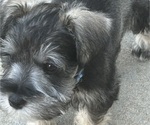 Small #3 Schnauzer (Miniature)