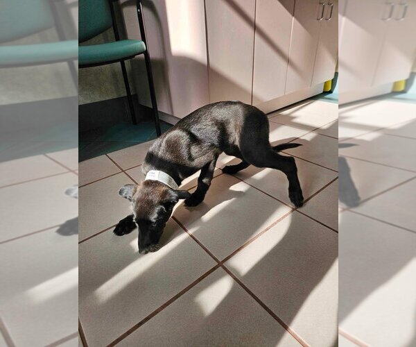 Medium Photo #5 Mutt Puppy For Sale in Imlay City, MI, USA