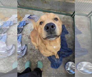 Labrador Retriever-Retriever  Mix Dogs for adoption in Calgary, Alberta, Canada