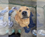 Harrison - Male Labrador Retriever-Retriever  Mix Dog for Adoption - Small photo