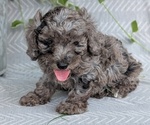 Small Photo #46 Poodle (Toy) Puppy For Sale in GOSHEN, IN, USA