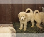 Small #3 Goldendoodle