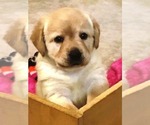 Small Photo #4 Labrador Retriever Puppy For Sale in MIDDLETOWN, NY, USA