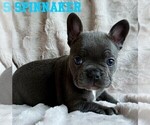 Puppy Puppy 5 French Bulldog