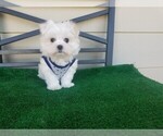 Small Photo #1 Maltese Puppy For Sale in SANTA CLARITA, CA, USA