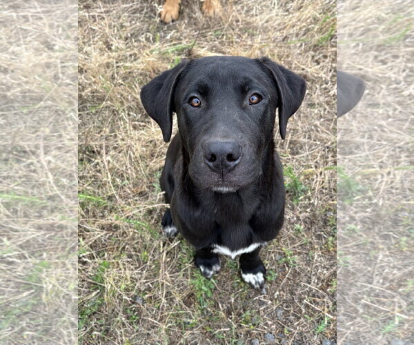 Medium Photo #3  Puppy For Sale in , 