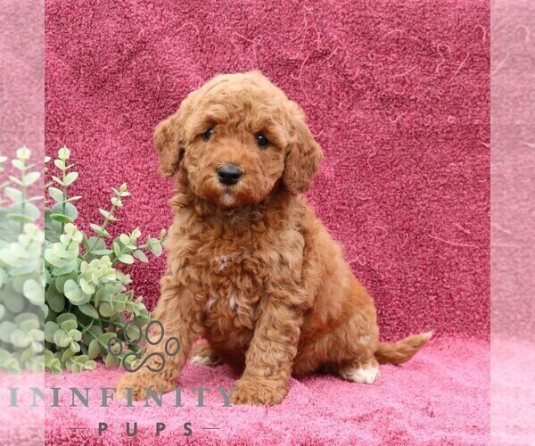 Medium Photo #1 Goldendoodle (Miniature) Puppy For Sale in EPHRATA, PA, USA