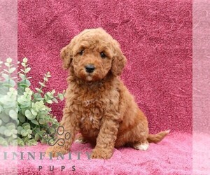 Goldendoodle (Miniature) Puppy for sale in EPHRATA, PA, USA