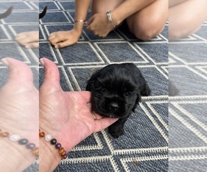 Cocker Spaniel Puppy for sale in HODGENVILLE, KY, USA