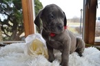 Small Photo #4 Cane Corso Puppy For Sale in HONEY BROOK, PA, USA