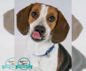 Beagle-Unknown Mix Dogs for adoption in Kennesaw, GA, USA