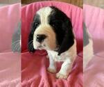 Puppy Black Collar English Springer Spaniel