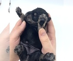Small #9 Schnauzer (Miniature)