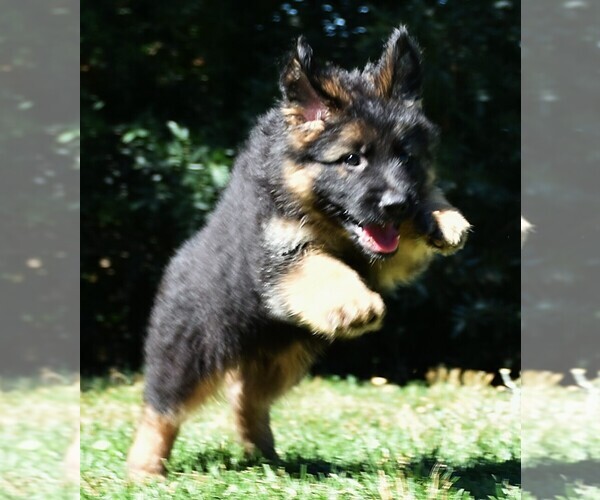 Medium Photo #8 German Shepherd Dog Puppy For Sale in MURRIETA, CA, USA
