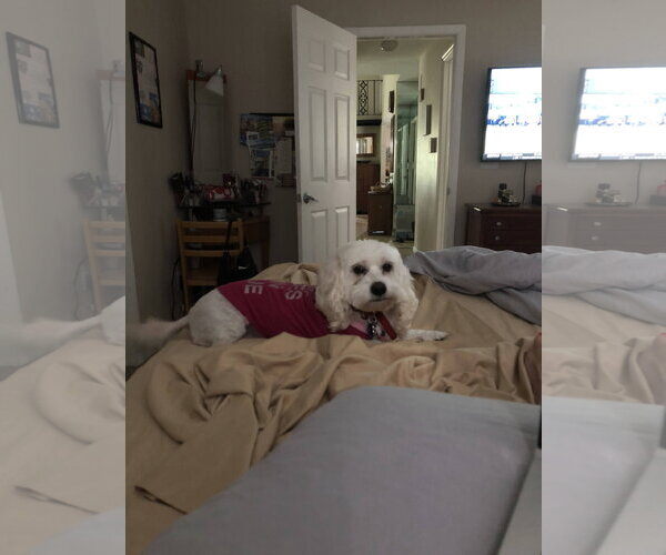 Medium Photo #3 Maltese Puppy For Sale in Miami, FL, USA
