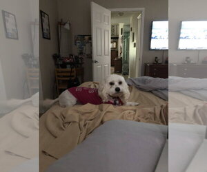 COURTESY POST: Mia & Milu (Bonded Pair) - Female Maltese Dog for Adoption - Photo #3