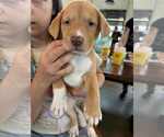 Small #2 Labrador Retriever Mix