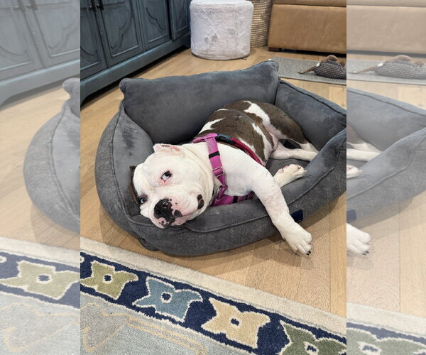 Medium Photo #3 American Bulldog Puppy For Sale in Rockville, MD, USA