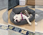 Small #2 American Bulldog
