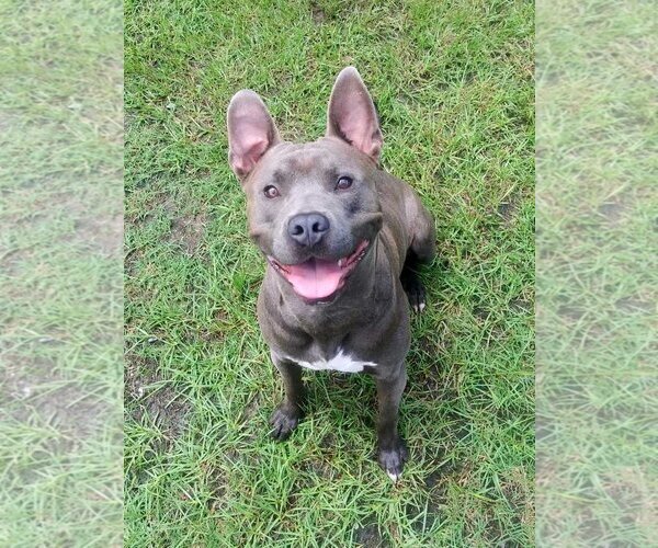 Medium Photo #4 American Pit Bull Terrier-Unknown Mix Puppy For Sale in Anniston, AL, USA