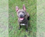 Small #3 American Pit Bull Terrier Mix